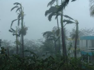 Palmen, die in einem Unwetter stehen und durch die ein starker Wind pfegt