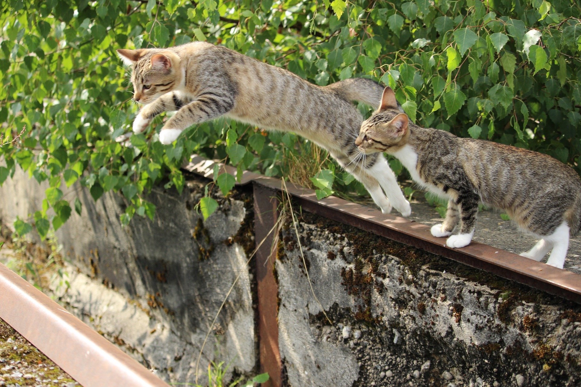 Zwei Katzen auf einem Zaun, eine der Katzen springt gerade